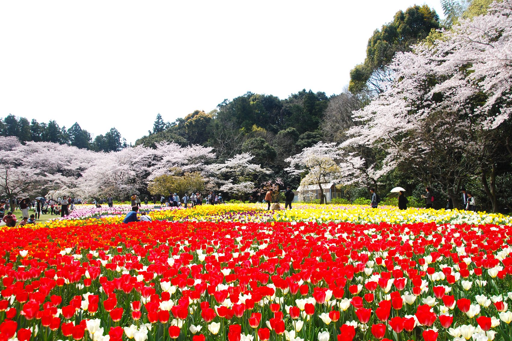 🌳 하마나코 가든 파크 (하마나코 가덴 파쿠) 이미지 10
